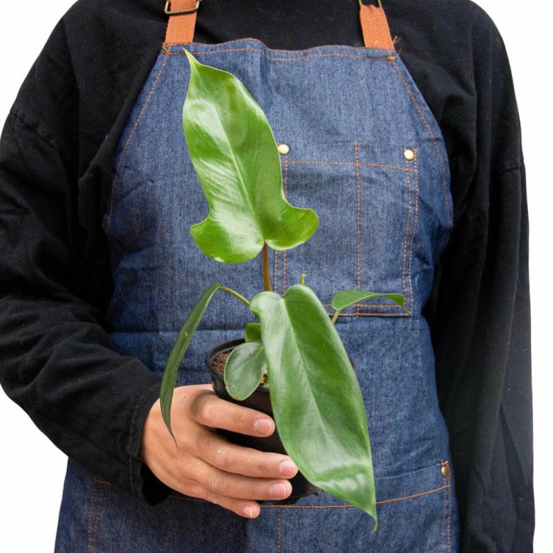 Plants | Philodendron ‘Florida Green’ Plants Plants