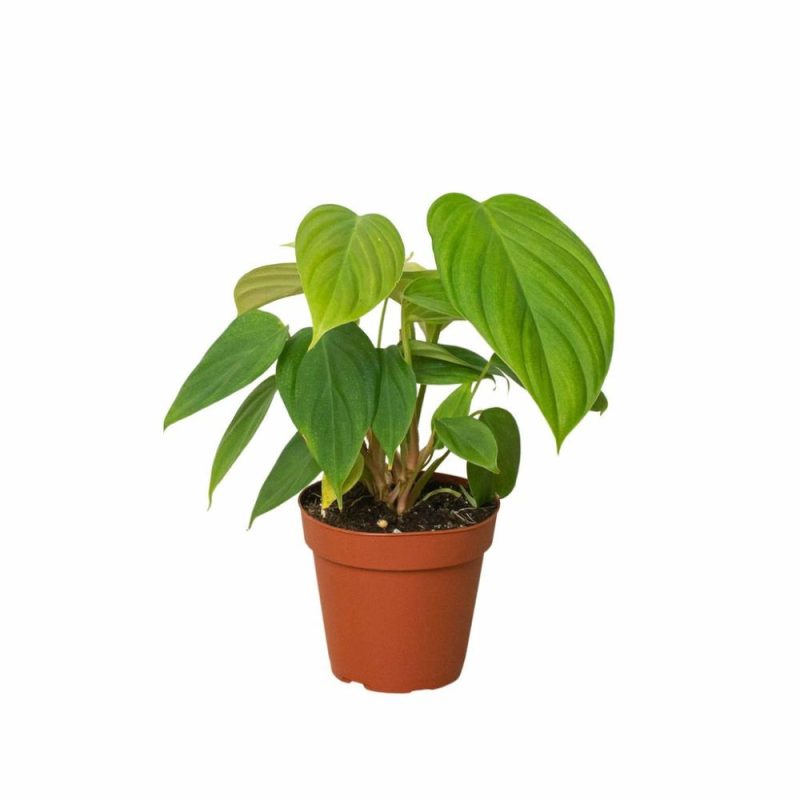 Plants | Philodendron ‘Fuzzy Petiole’ Plants Plants