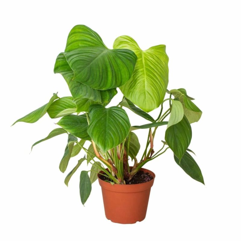 Plants | Philodendron ‘Fuzzy Petiole’ Plants Plants