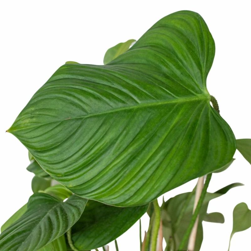 Plants | Philodendron ‘Fuzzy Petiole’ Plants Plants