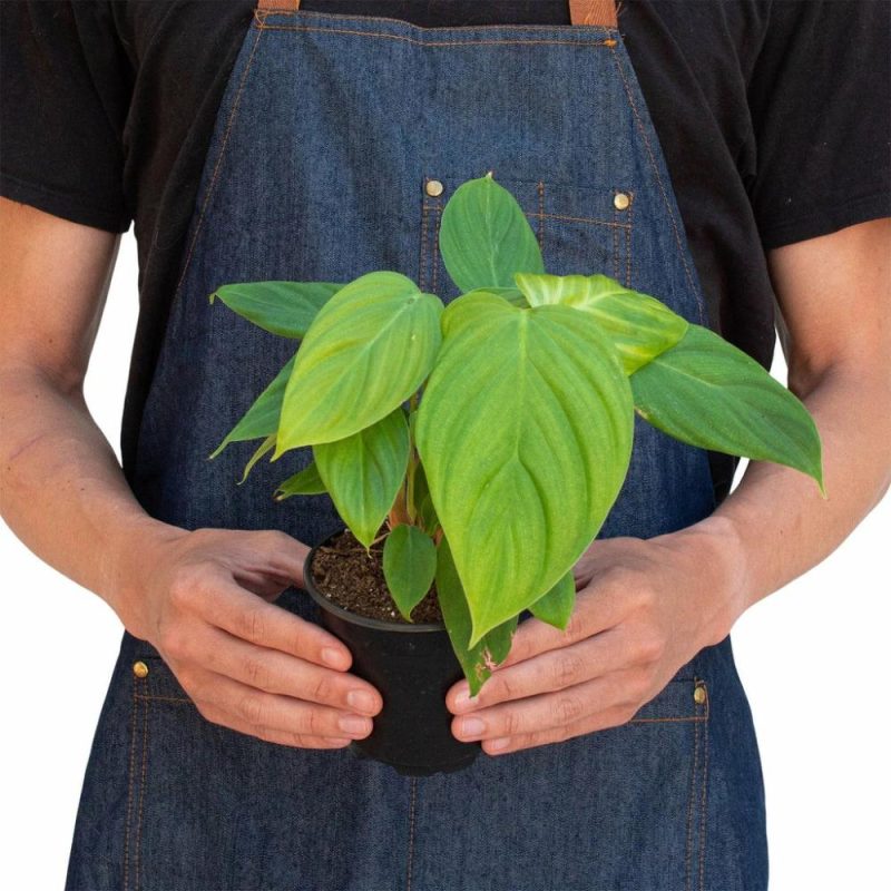 Plants | Philodendron ‘Fuzzy Petiole’ Plants Plants