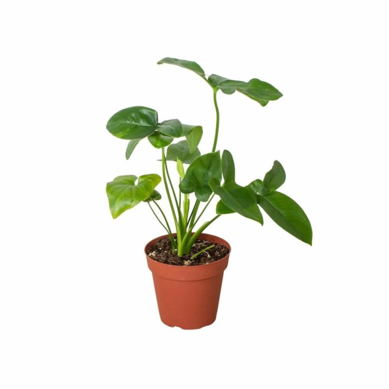 Plants | Philodendron ‘Goeldii’ Plants Plants