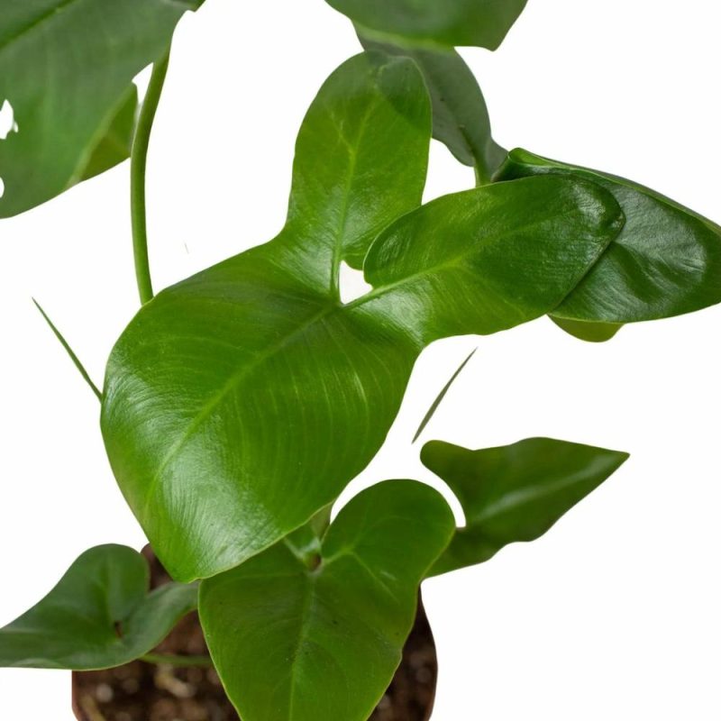 Plants | Philodendron ‘Goeldii’ Plants Plants