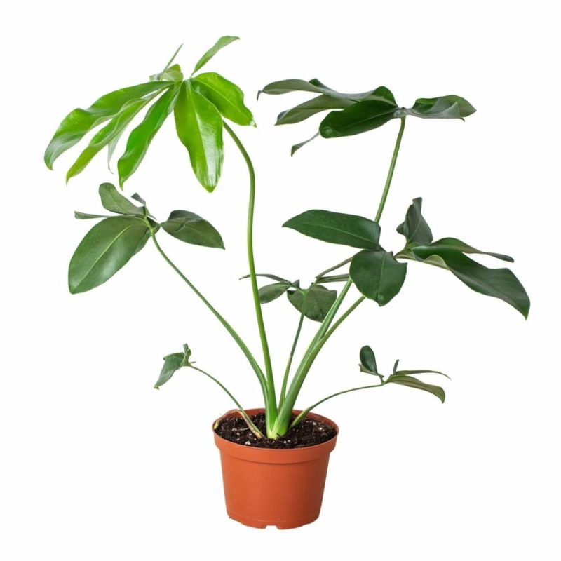 Plants | Philodendron ‘Goeldii’ Plants Plants