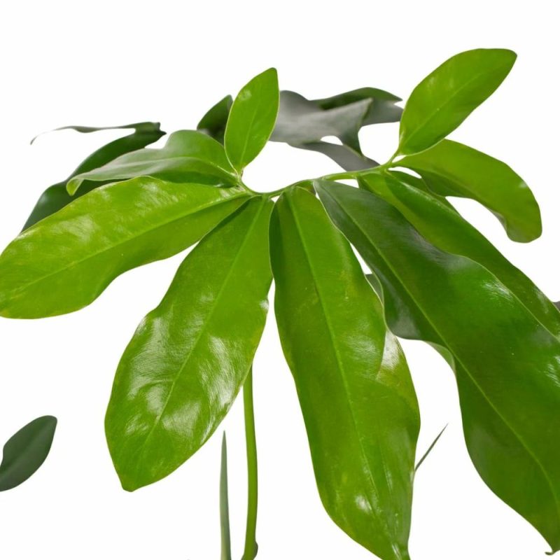 Plants | Philodendron ‘Goeldii’ Plants Plants