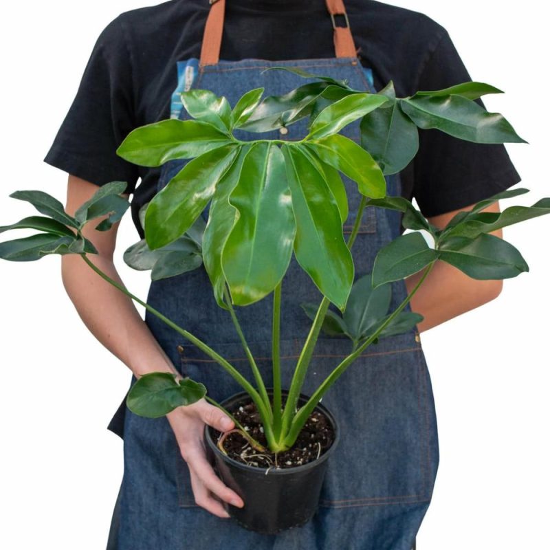 Plants | Philodendron ‘Goeldii’ Plants Plants