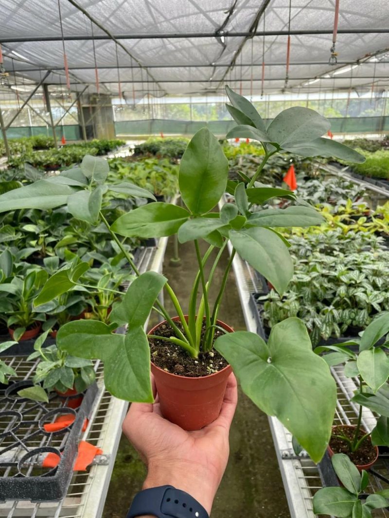 Plants | Philodendron ‘Goeldii’ Plants Plants