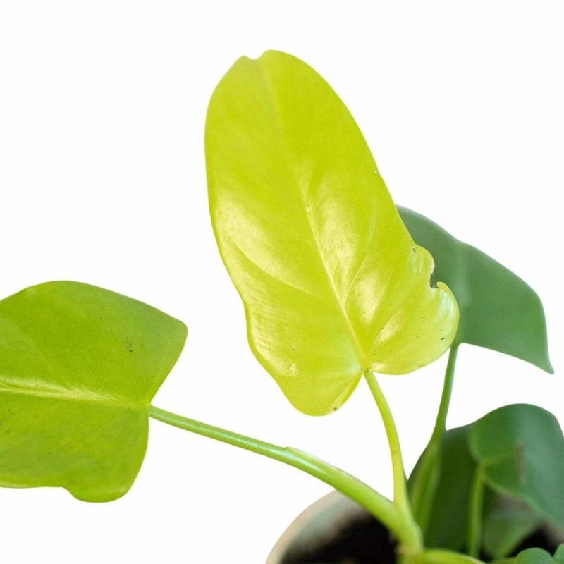 Plants | Philodendron ‘Gold Violin’ Plants Plants