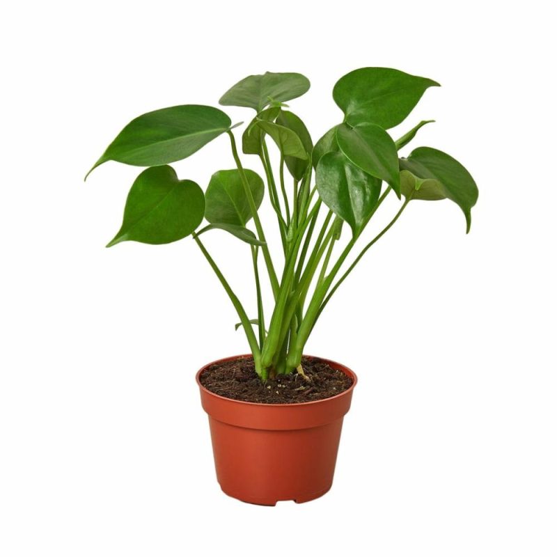 Plants | Philodendron Monstera Split-Leaf Plants Plants