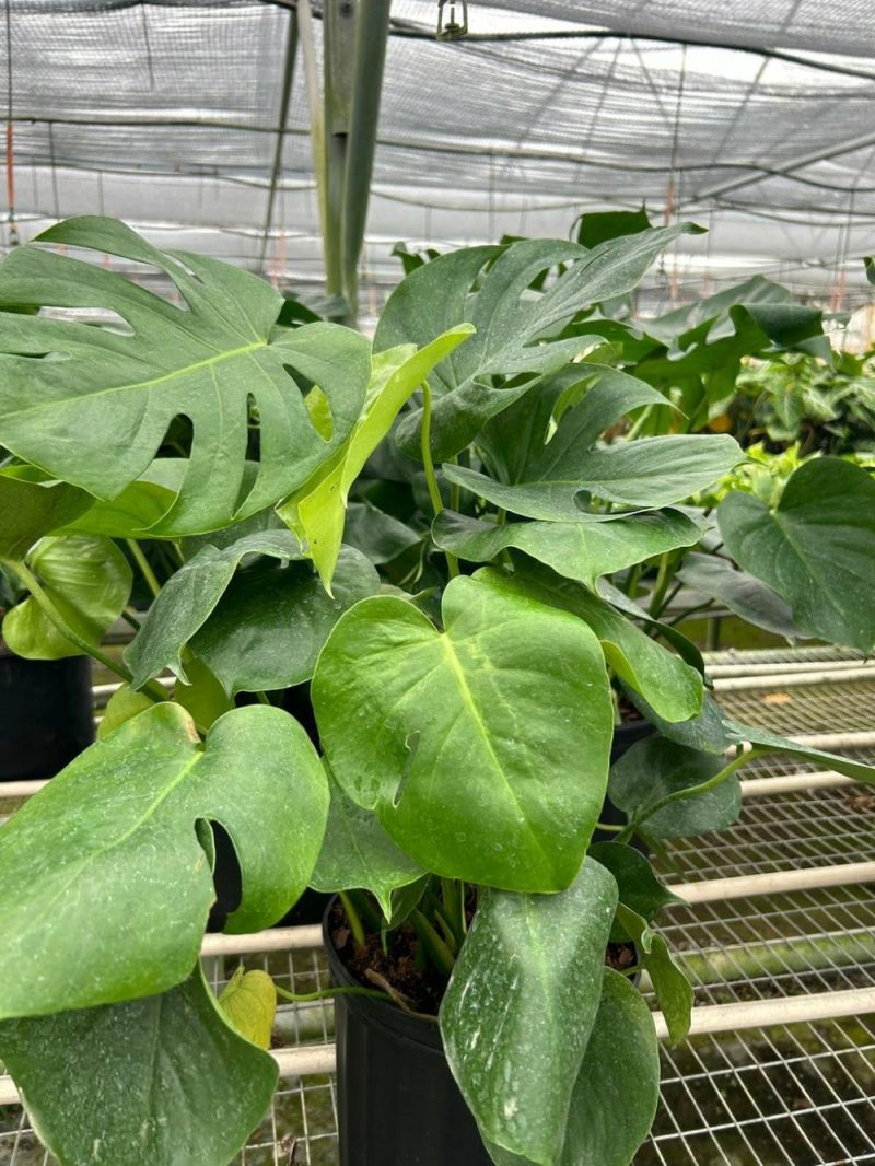 Plants | Philodendron Monstera Split-Leaf Plants Plants