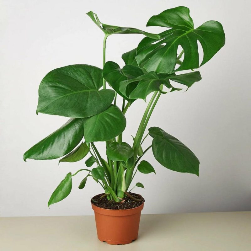 Plants | Philodendron Monstera Split-Leaf Plants Plants