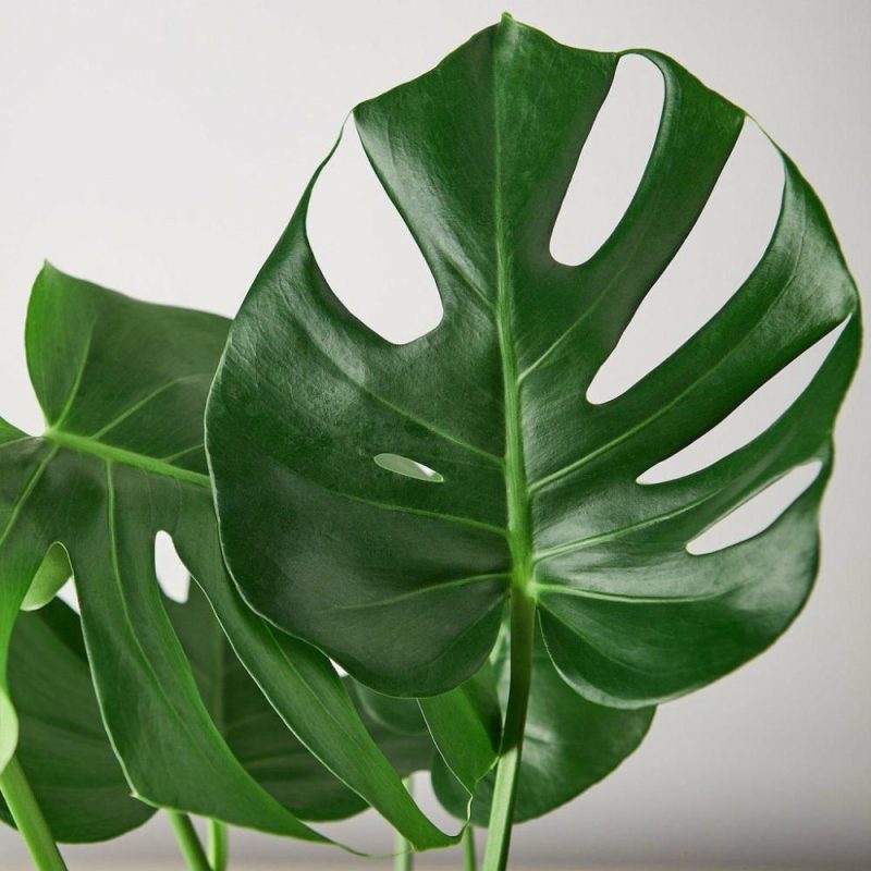 Plants | Philodendron Monstera Split-Leaf Plants Plants