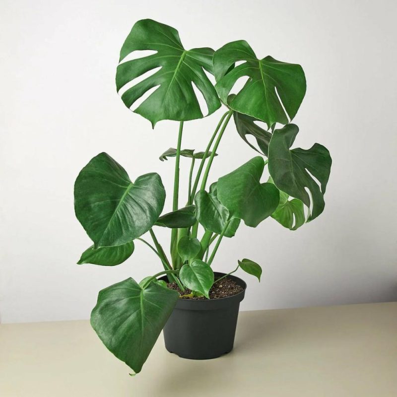 Plants | Philodendron Monstera Split-Leaf Plants Plants