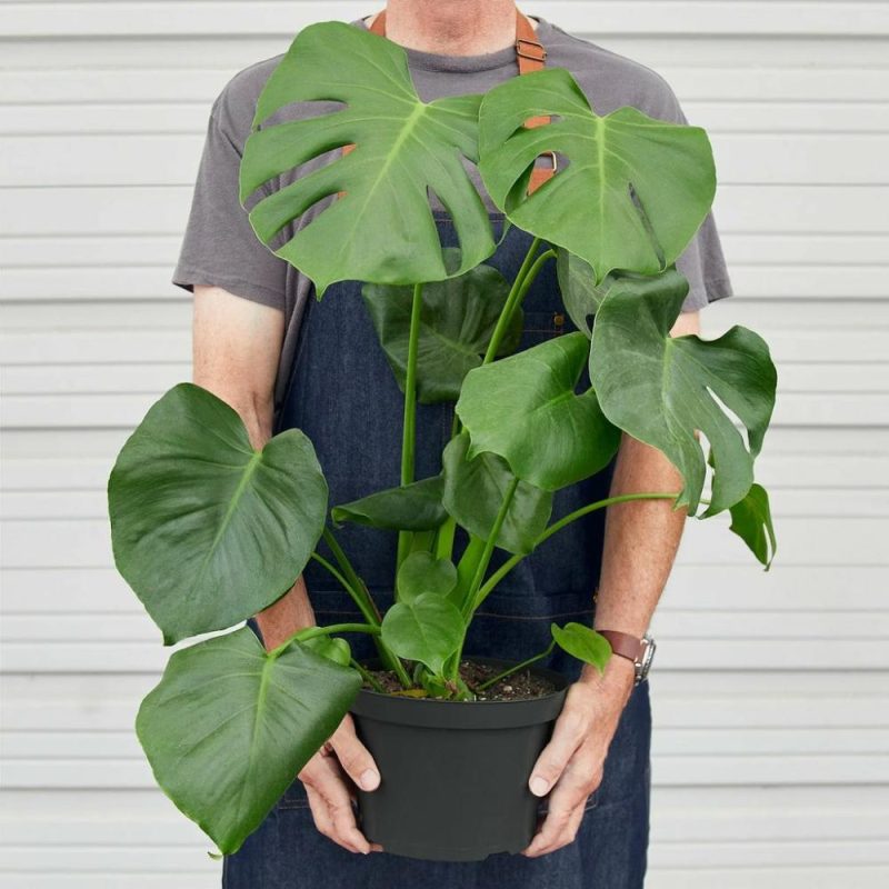 Plants | Philodendron Monstera Split-Leaf Plants Plants