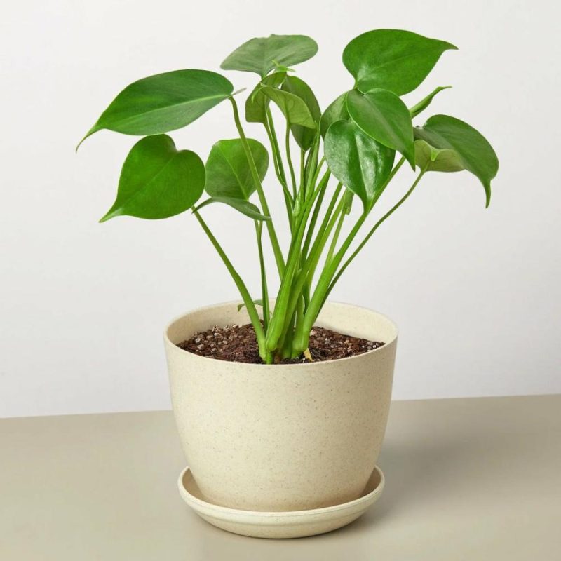 Plants | Philodendron Monstera Split-Leaf Plants Plants