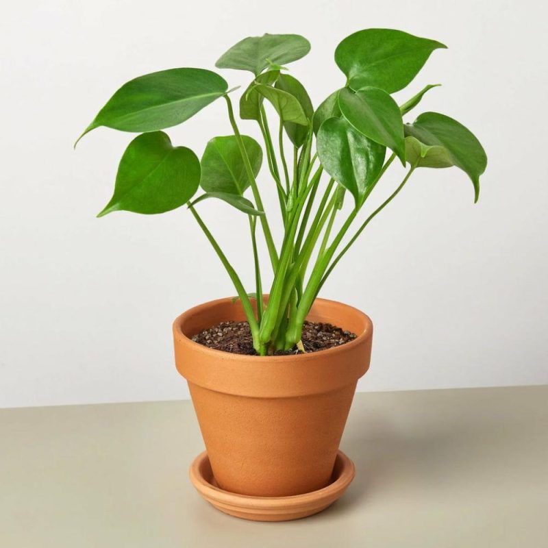 Plants | Philodendron Monstera Split-Leaf Plants Plants