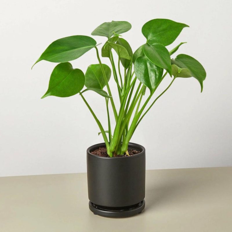 Plants | Philodendron Monstera Split-Leaf Plants Plants