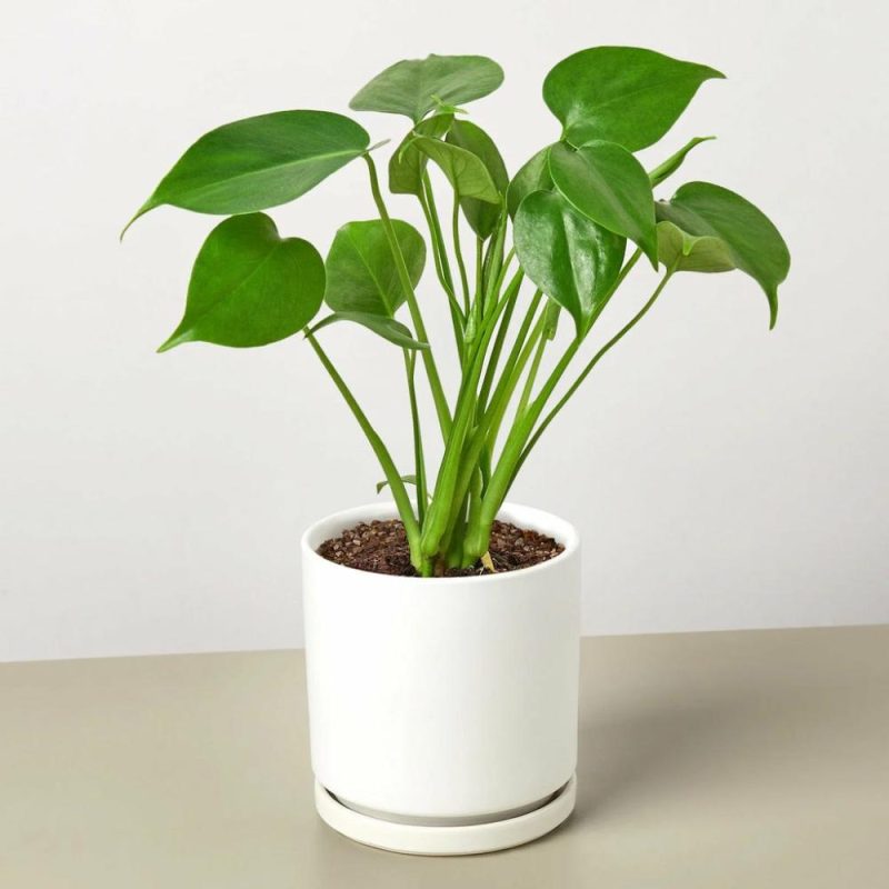 Plants | Philodendron Monstera Split-Leaf Plants Plants