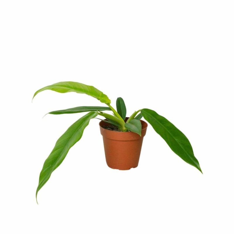 Plants | Philodendron ‘Narrow Escape’ Plants Plants