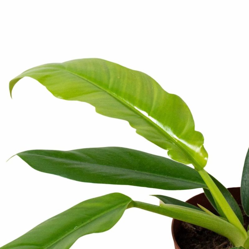 Plants | Philodendron ‘Narrow Escape’ Plants Plants