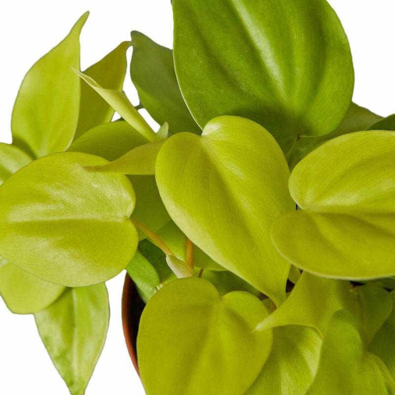 Plants | Philodendron ‘Neon’ Plants Plants