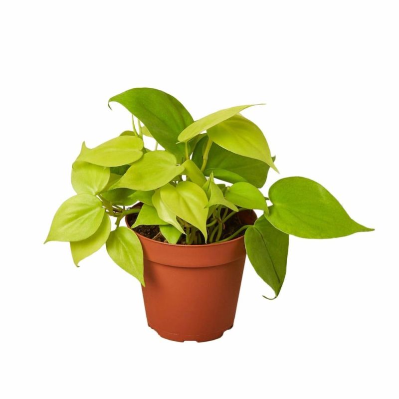 Plants | Philodendron ‘Neon’ Plants Plants