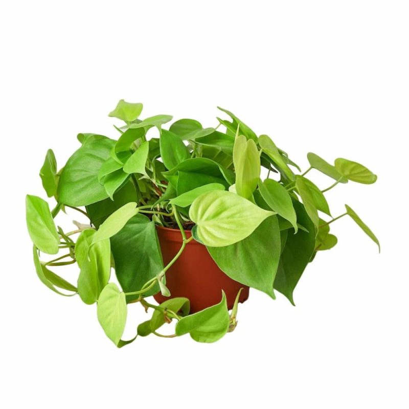 Plants | Philodendron ‘Neon’ Plants Plants