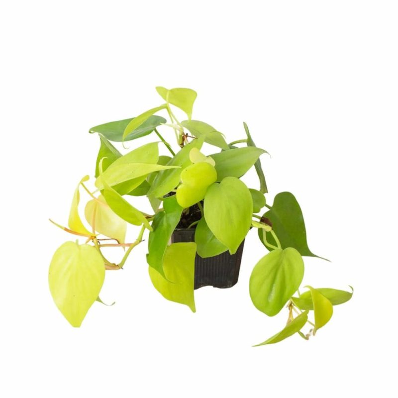 Plants | Philodendron ‘Neon’ Plants Plants