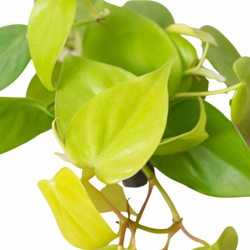 Plants | Philodendron ‘Neon’ Plants Plants