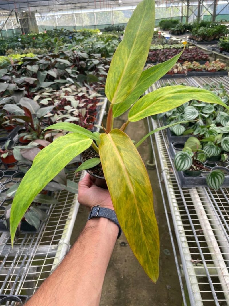 Plants | Philodendron ‘Orange Marmalade’ Plants Plants