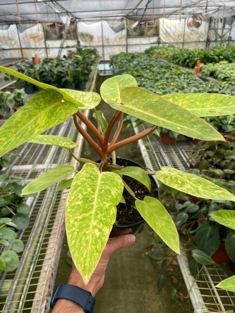 Plants | Philodendron ‘Painted Lady’ Plants Plants