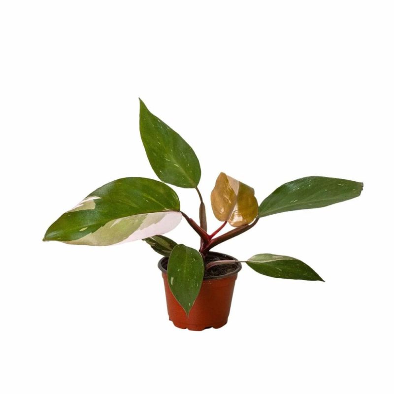 Plants | Philodendron ‘Pink Princess’ Plants Plants