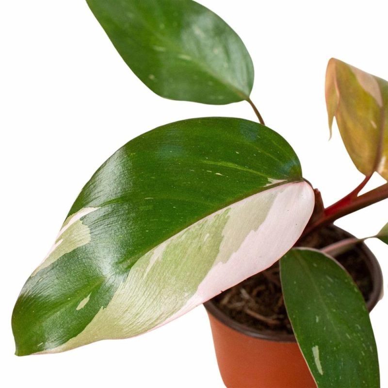 Plants | Philodendron ‘Pink Princess’ Plants Plants