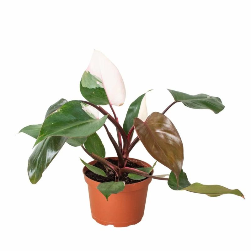 Plants | Philodendron ‘Pink Princess’ Plants Plants