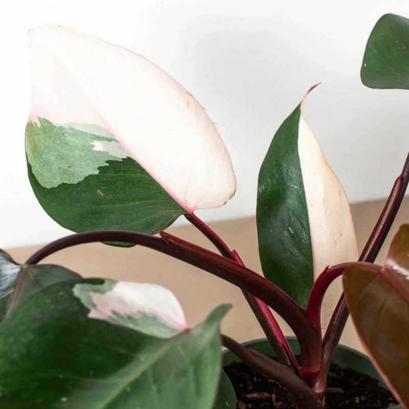 Plants | Philodendron ‘Pink Princess’ Plants Plants