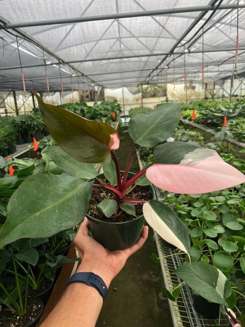 Plants | Philodendron ‘Pink Princess’ Plants Plants