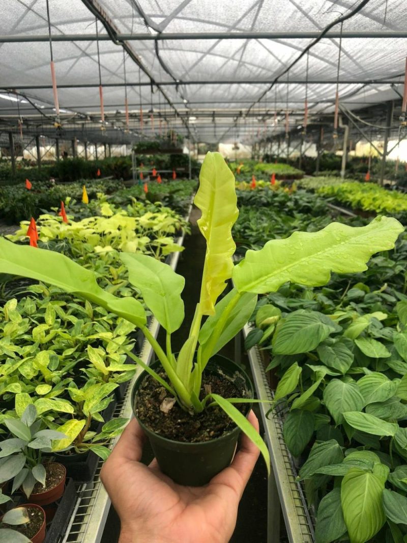 Plants | Philodendron ‘Ring Of Fire Gold’ Plants Plants