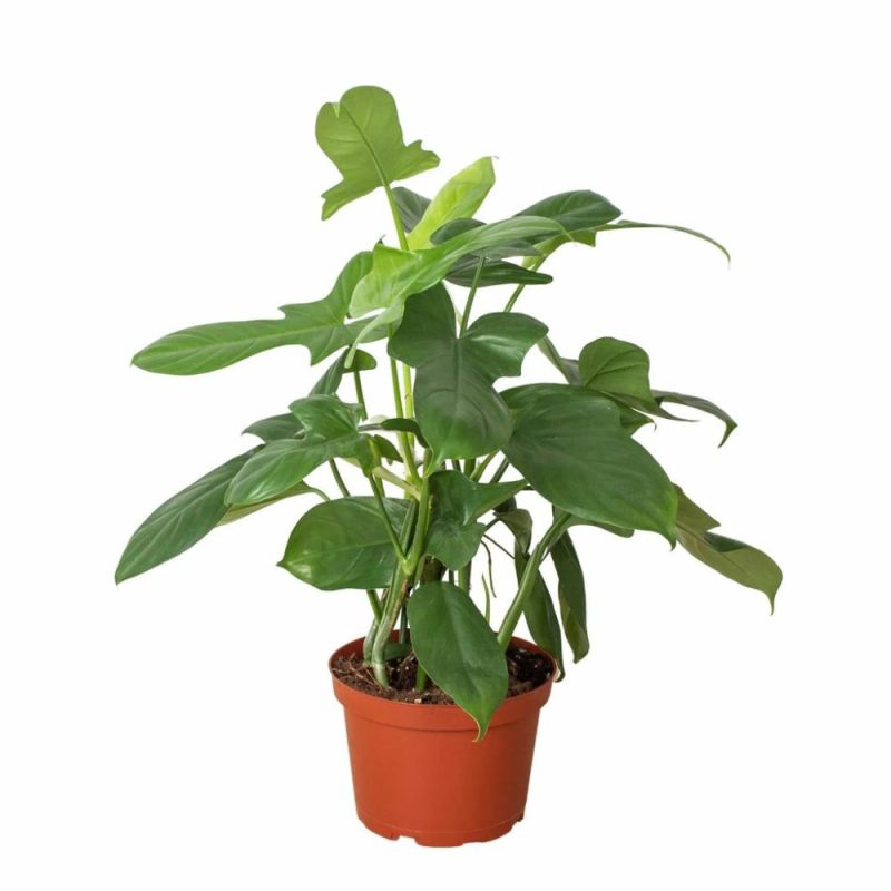 Plants | Philodendron ‘silver Sword’ Plants Plants