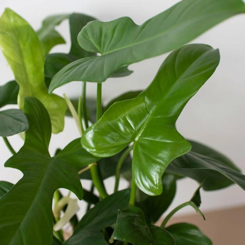 Plants | Philodendron ‘silver Sword’ Plants Plants