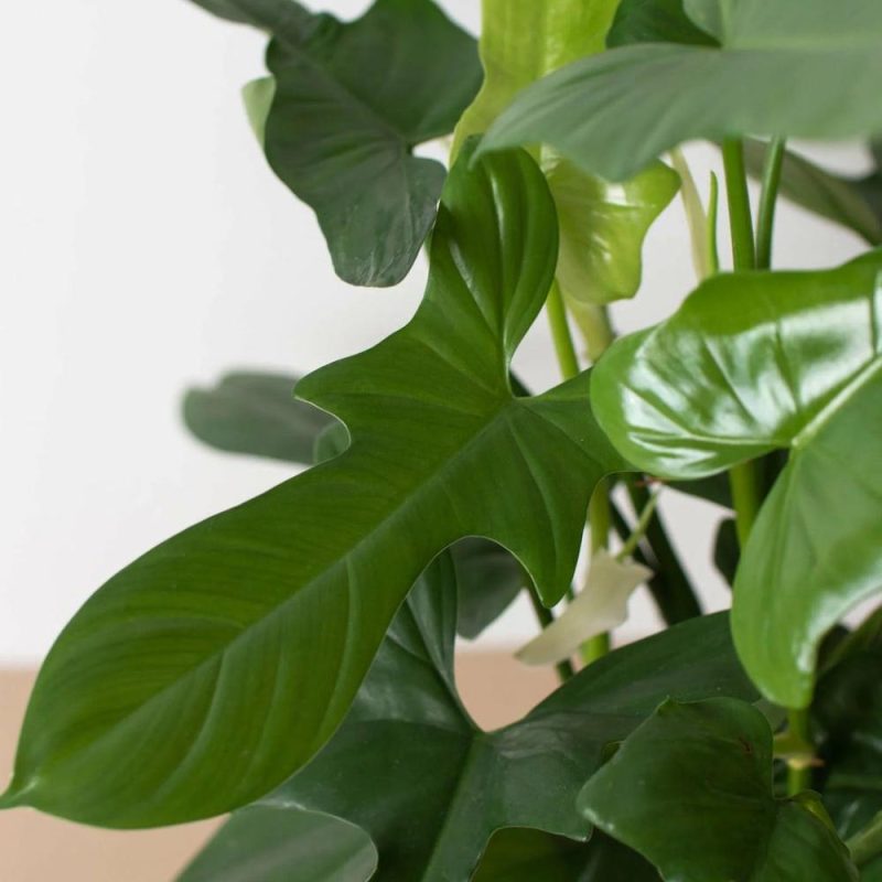 Plants | Philodendron ‘silver Sword’ Plants Plants