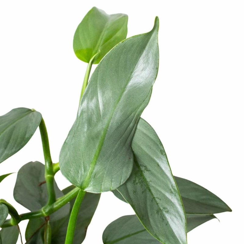 Plants | Philodendron ‘silver Sword’ Plants Plants