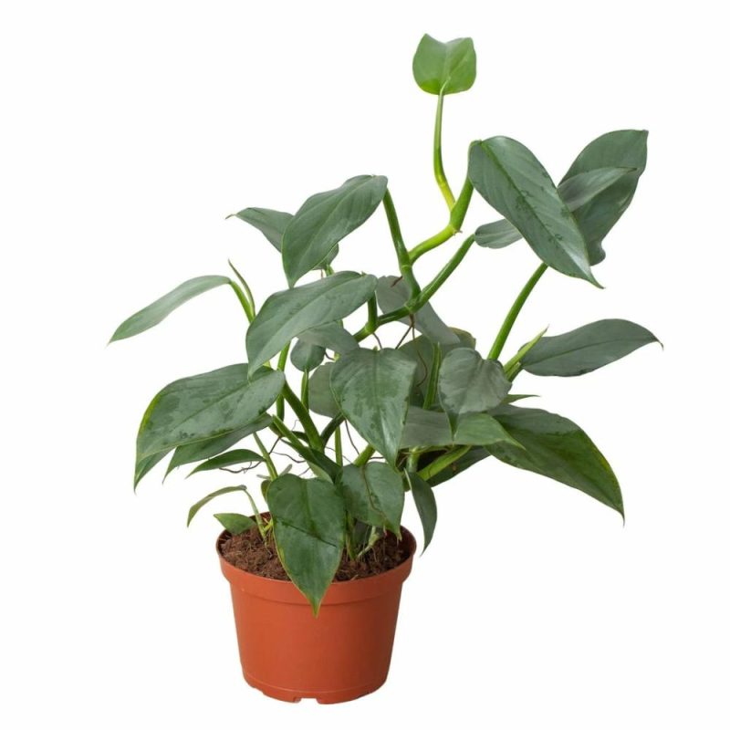 Plants | Philodendron ‘silver Sword’ Plants Plants