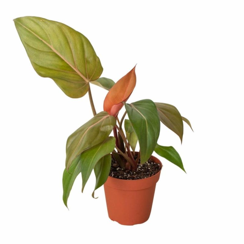 Plants | Philodendron ‘summer Glory’ Plants Plants