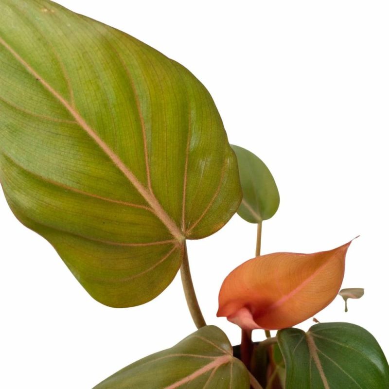 Plants | Philodendron ‘summer Glory’ Plants Plants