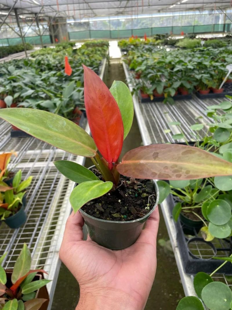 Plants | Philodendron ‘sun Red’ Plants Plants