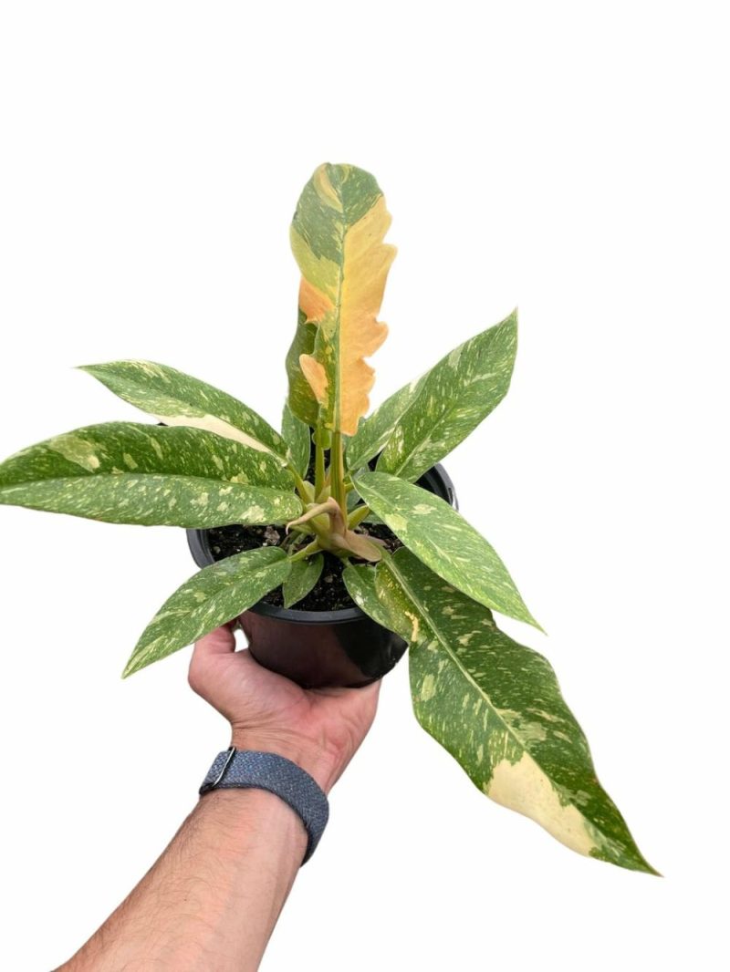 Plants | Philodendron ‘Variegated Ring Of Fire ‘ Plants Plants