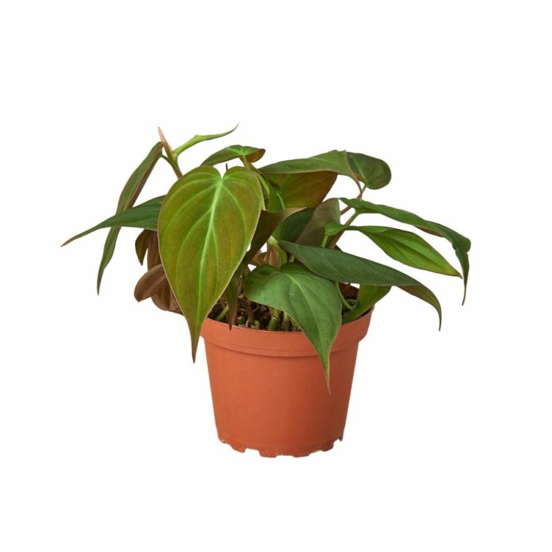 Plants | Philodendron ‘Velvet’ Plants Plants