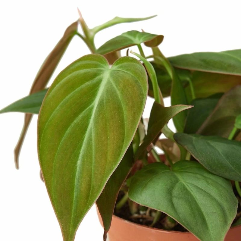 Plants | Philodendron ‘Velvet’ Plants Plants