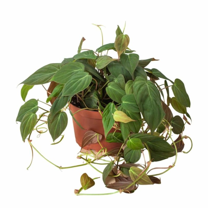 Plants | Philodendron ‘Velvet’ Plants Plants