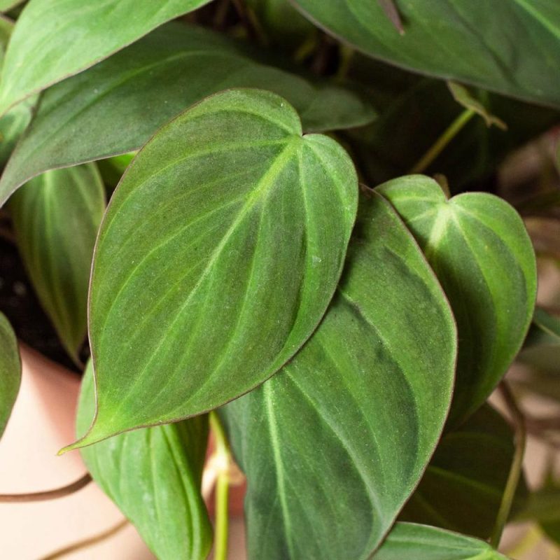 Plants | Philodendron ‘Velvet’ Plants Plants